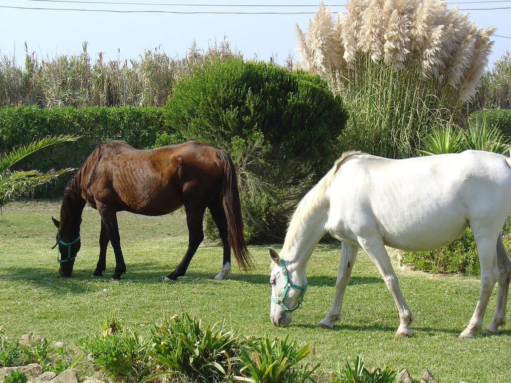 Quinta Beira-Mar Bed & Breakfast Azenhas do Mar Exterior photo